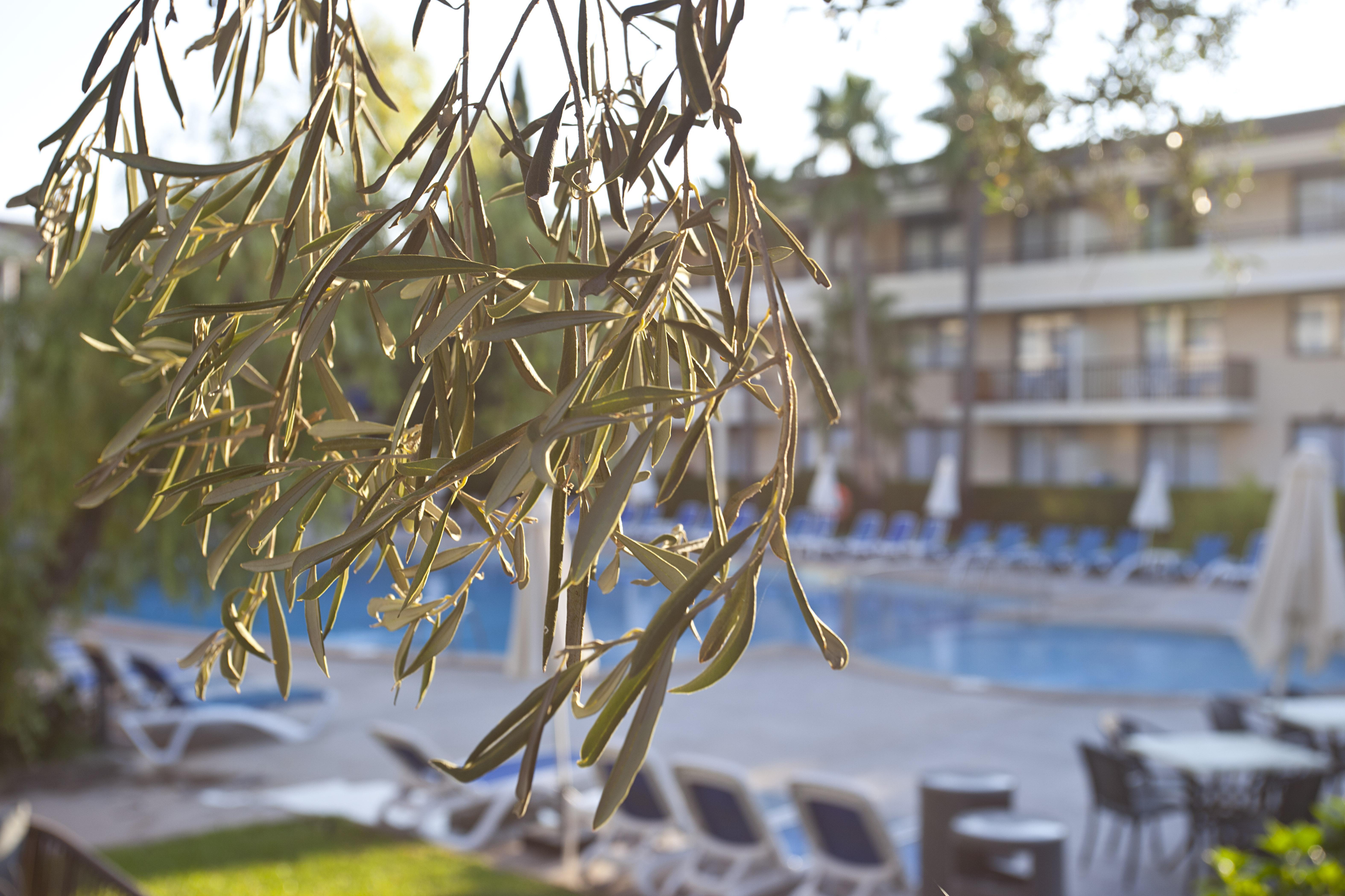 Hotel Bahia Pollensa Порт де Пойенса Екстериор снимка